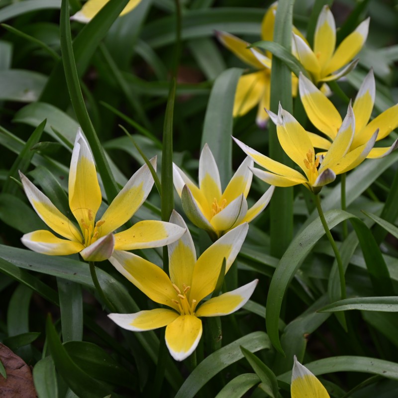 Tulipa tarda Tulipa tarda