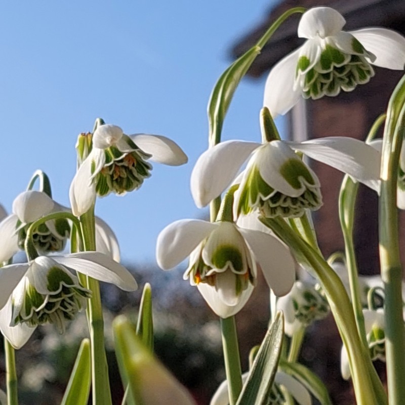 Galanthus 'Jacquenetta' Galanthus 'Jacquenetta'