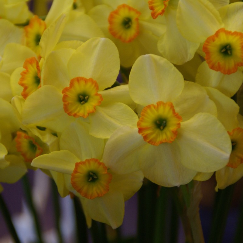 Narcissus 'Lintie' Narcissus 'Lintie'