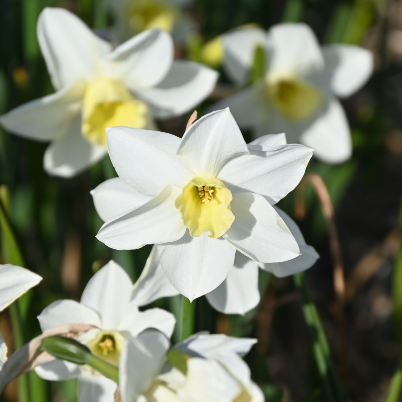 Narcissus 'Snow Bunting' Narcissus 'Snow Bunting'
