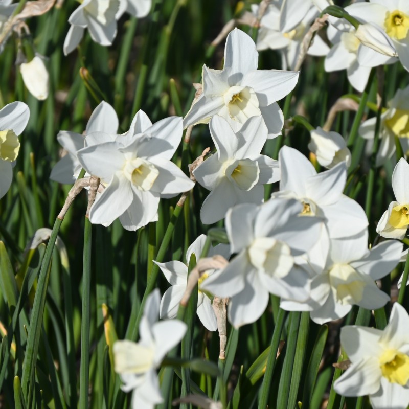 Narcissus 'Snow Bunting' Narcissus 'Snow Bunting'