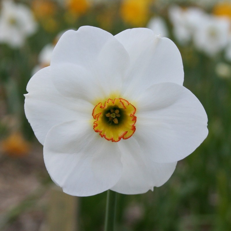Narcissus 'Blissland' Narcissus 'Blissland'