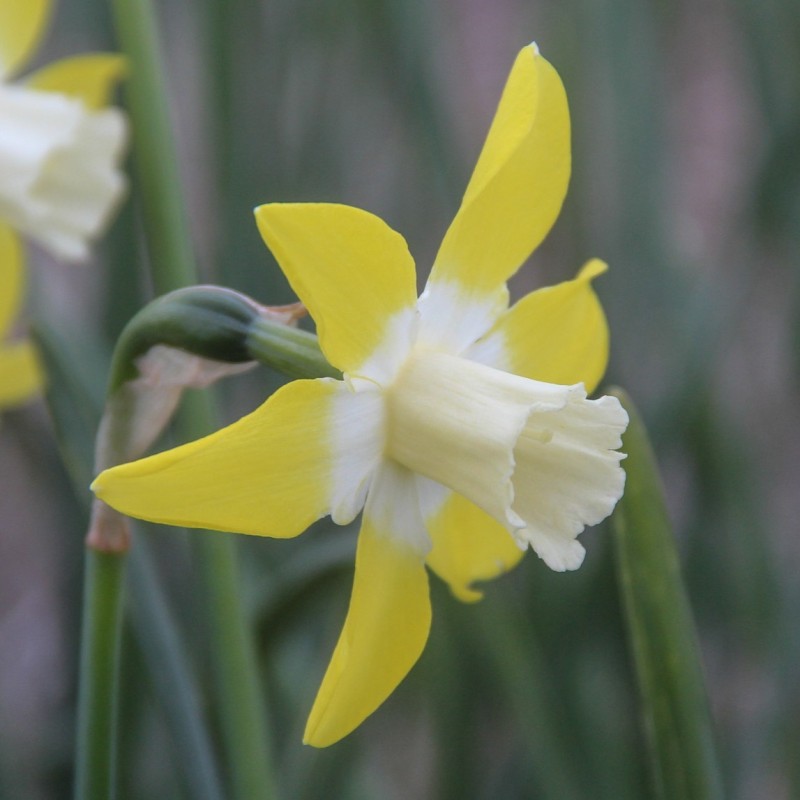 Narcissus 'Canary' Narcissus 'Canary'