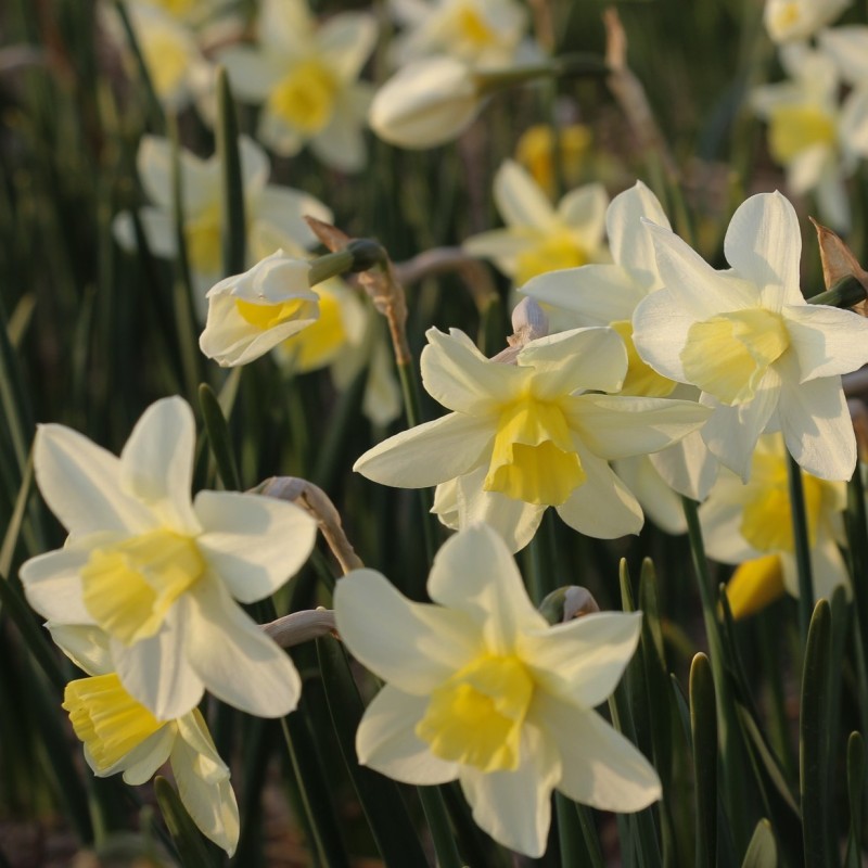 Narcissus 'Snow Bunting' Narcissus 'Snow Bunting'