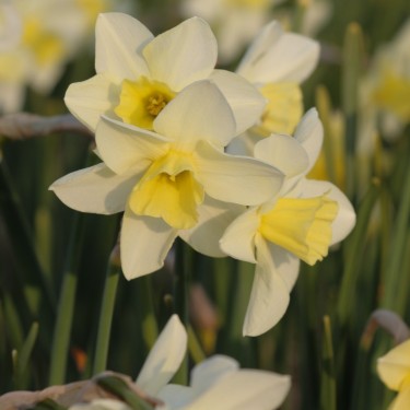 Narcissus 'Snow Bunting' Narcissus 'Snow Bunting'