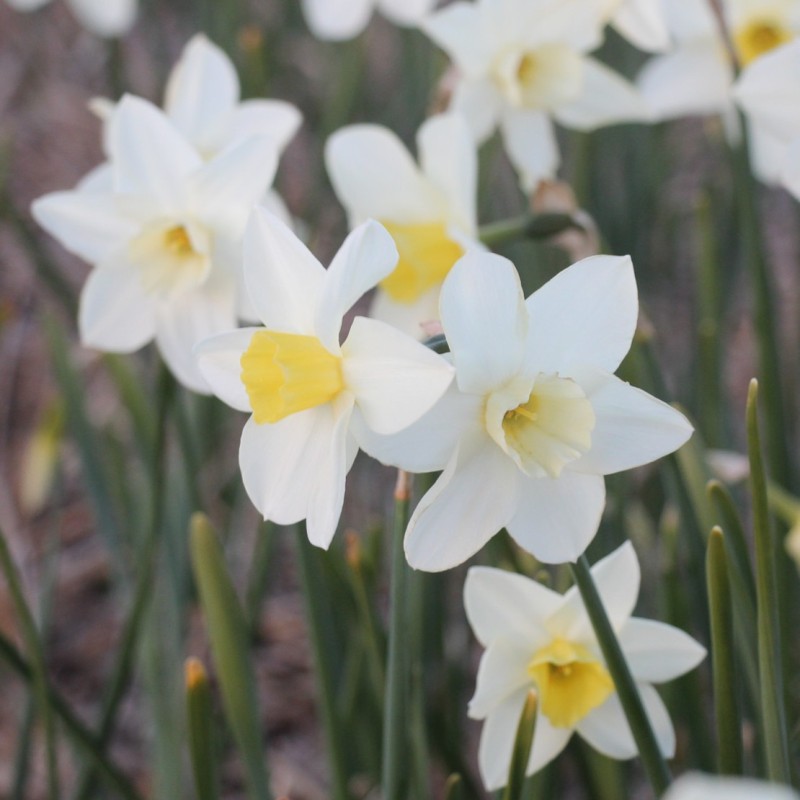 Narcissus 'Snow Bunting' Narcissus 'Snow Bunting'