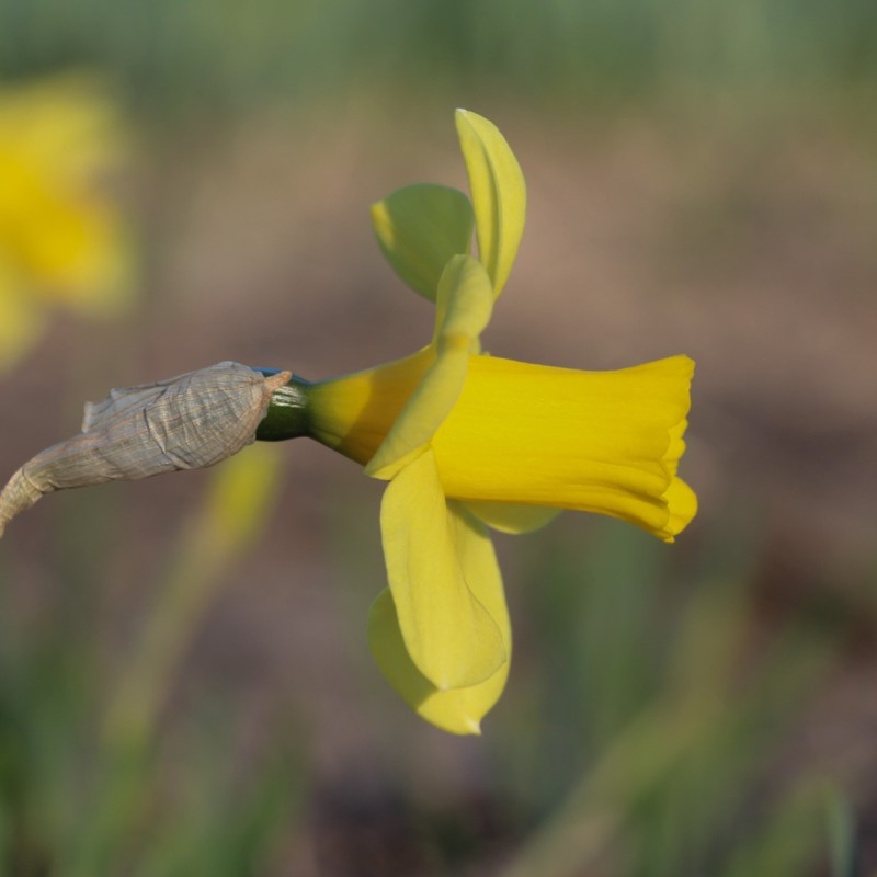 Narcissus 'Flirt' Narcissus 'Flirt'