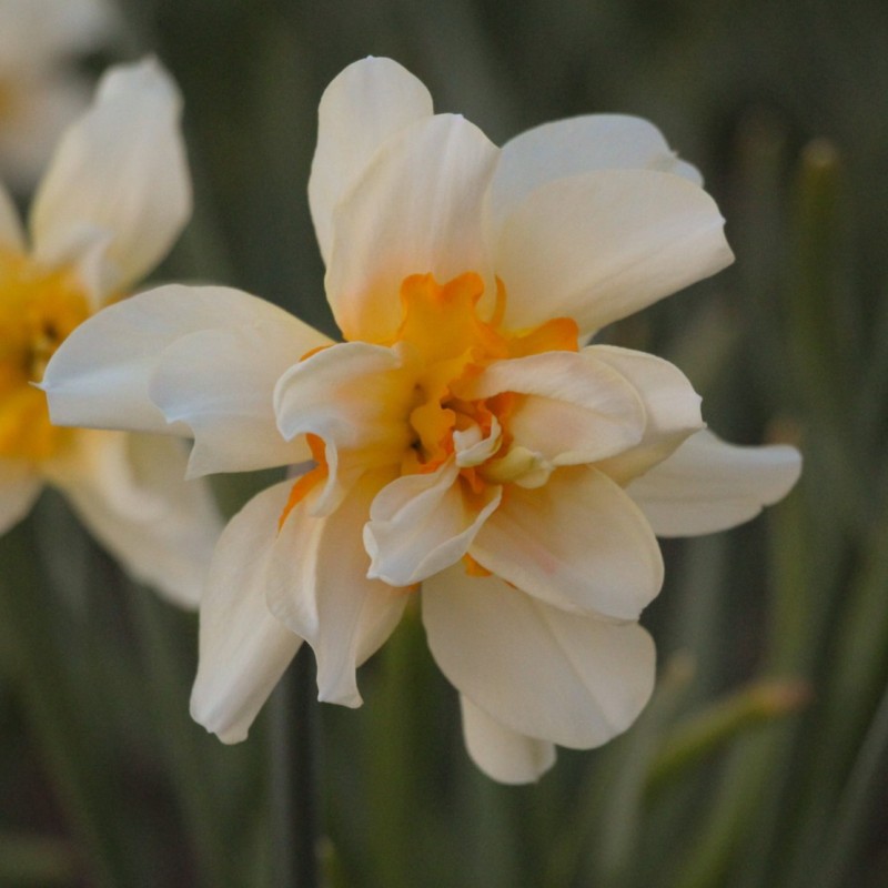 Narcissus 'Glowing Phoenix' Narcissus 'Glowing Phoenix'