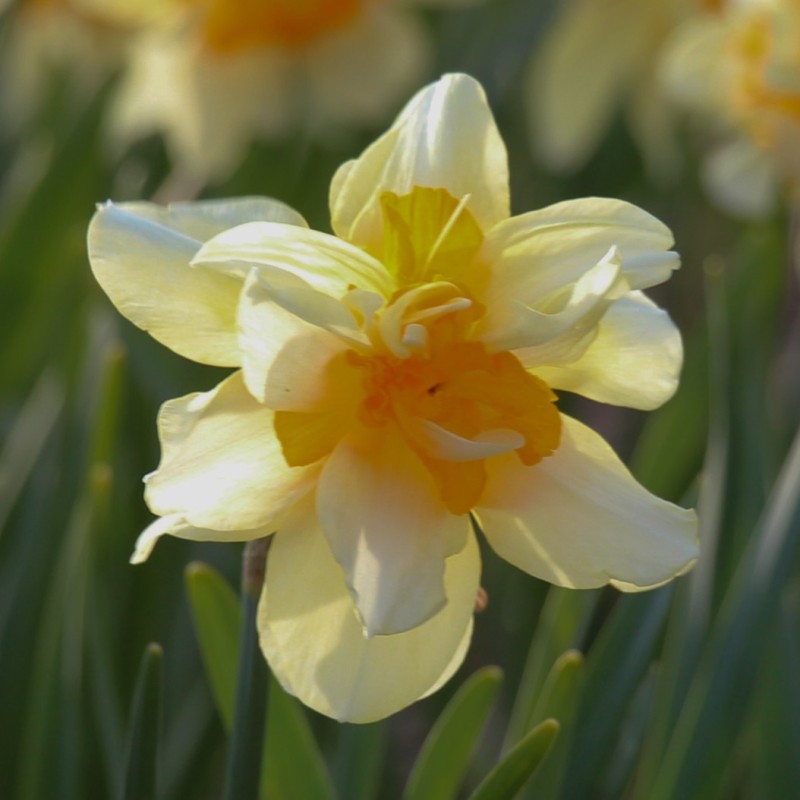 Narcissus 'Glowing Phoenix' Narcissus 'Glowing Phoenix'
