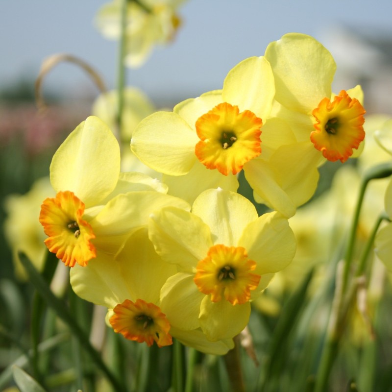 Narcissus 'Lintie' Narcissus 'Lintie'