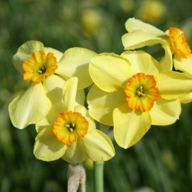 Narcissus 'Lintie' Narcissus 'Lintie'