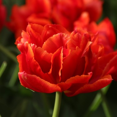 Tulipa 'René Menard' Tulipa 'René Menard'