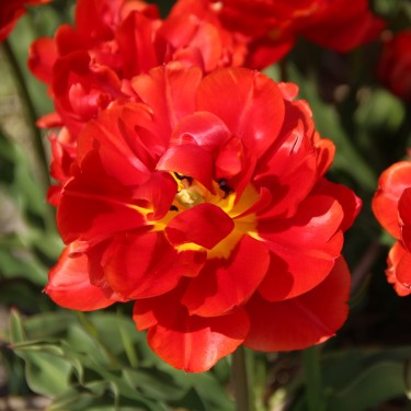 Tulipa 'René Menard' Tulipa 'René Menard'
