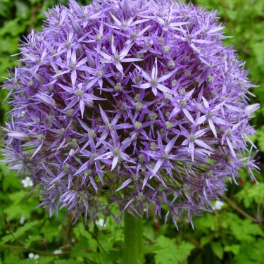 Allium 'Beau Regard'