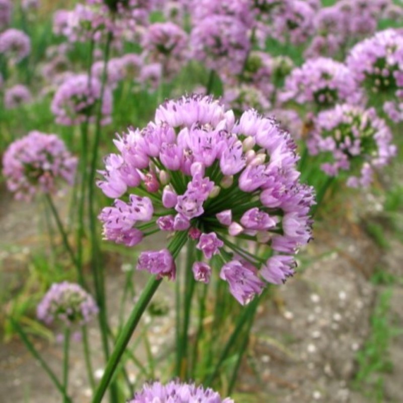 Allium angulosum 'Sara' Allium angulosum 'Sara'