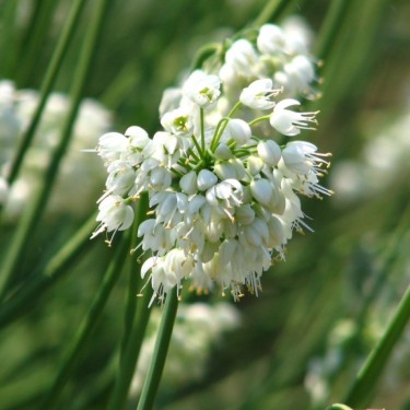 Allium cernuum 'White Master' Allium cernuum 'White Master'