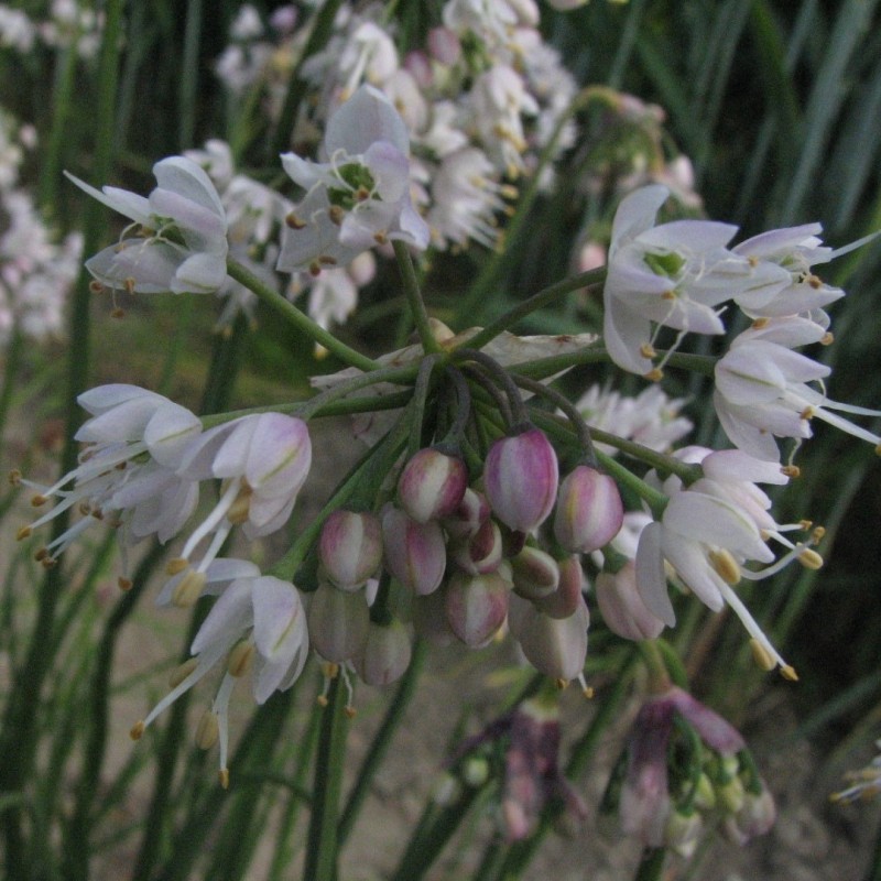 Allium cernuum -White Max- Allium cernuum -White Max-