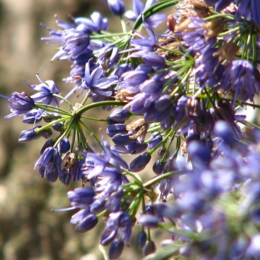 Allium cyaneum Allium cyaneum
