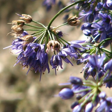 Allium cyaneum Allium cyaneum