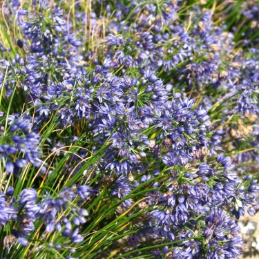 Allium cyaneum Allium cyaneum