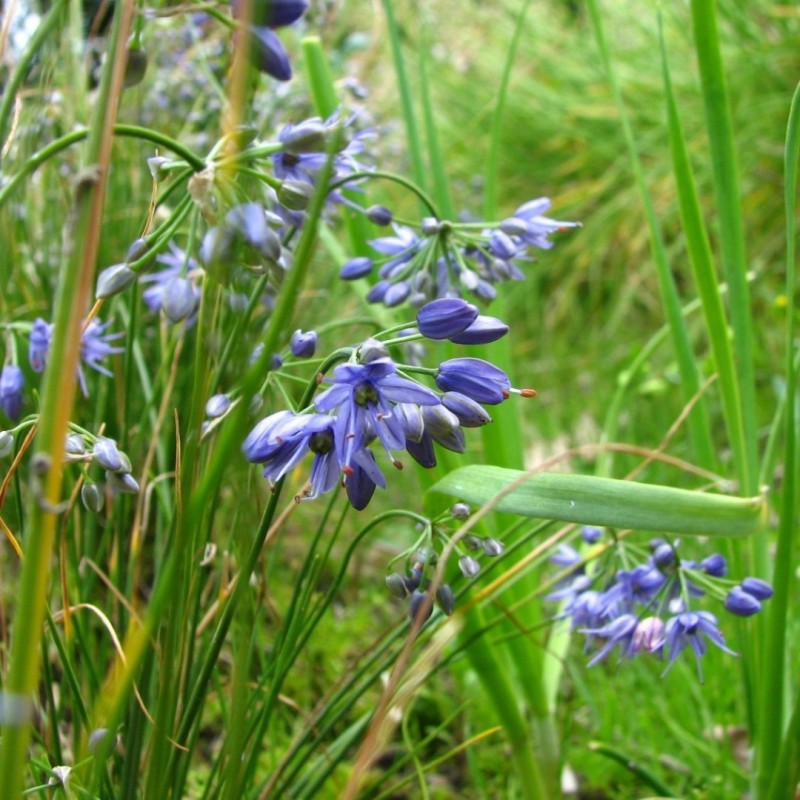 Allium cyaneum Allium cyaneum