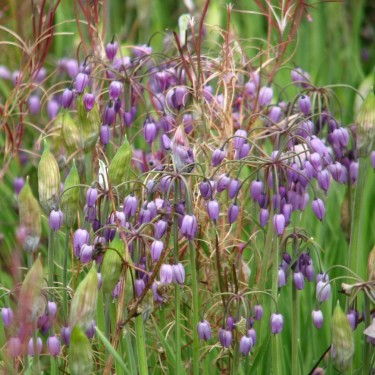 Allium macranthum Allium macranthum
