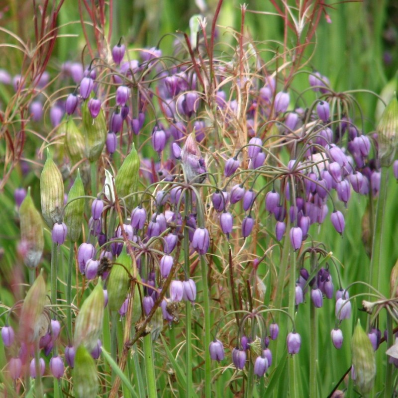 Allium macranthum Allium macranthum