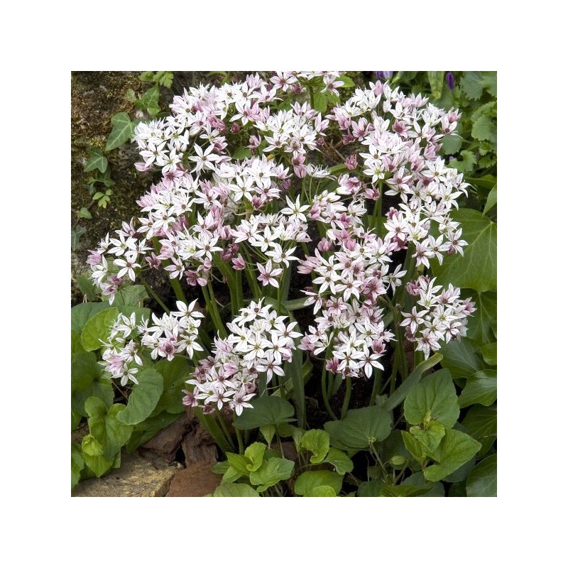 Allium 'Cameleon'