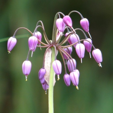 Allium macranthum Allium macranthum