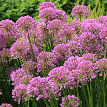 Allium 'Millenium' Allium 'Millenium'