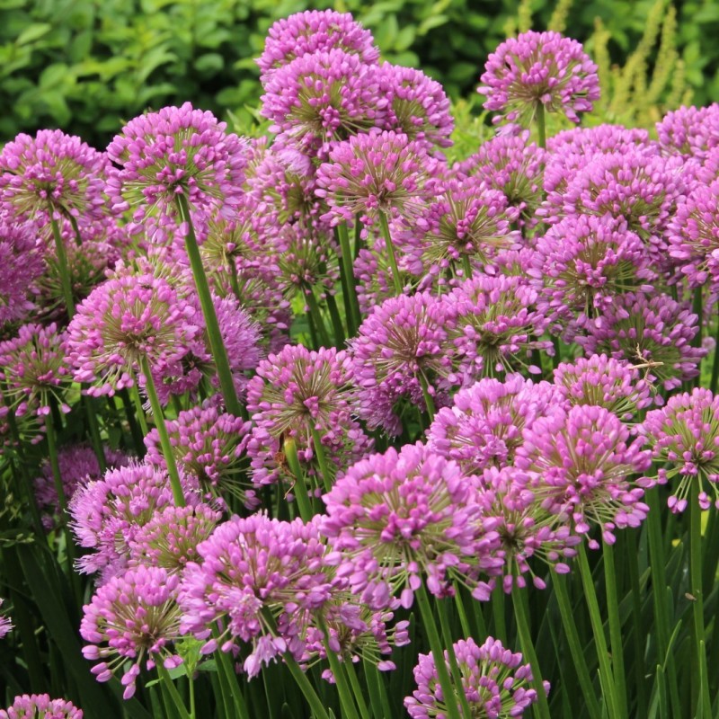 Allium 'Millenium' Allium 'Millenium'