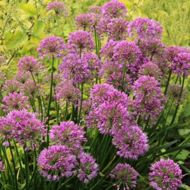 Allium 'Millenium' Allium 'Millenium'