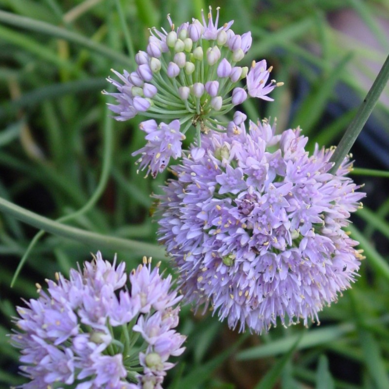 Allium lusitanicum Allium lusitanicum