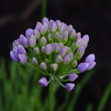 Allium lusitanicum Allium lusitanicum