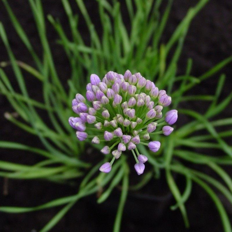 Allium lusitanicum Allium lusitanicum