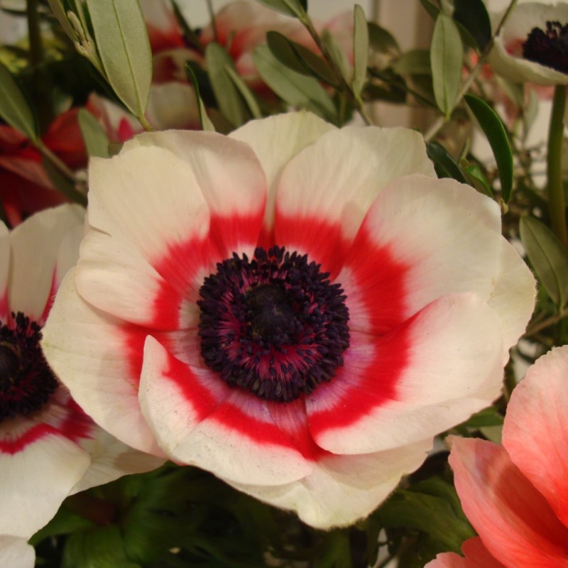 Anemone coronaria 'Duet' Anemone coronaria 'Duet'