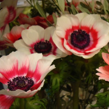 Anemone coronaria 'Duet' Anemone coronaria 'Duet'