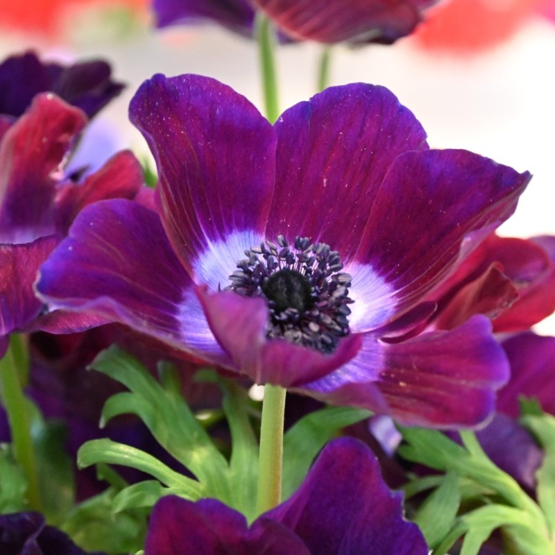 Anemone coronaria MISTRAL® 'Bordeaux' Anemone coronaria MISTRAL® 'Bordeaux'
