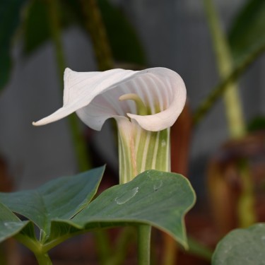 Arisaema candidissimum Arisaema candidissimum