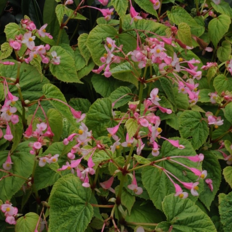Begonia grandis subsp. sinensis Begonia grandis subsp. sinensis