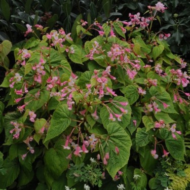 Begonia grandis subsp. sinensis Begonia grandis subsp. sinensis