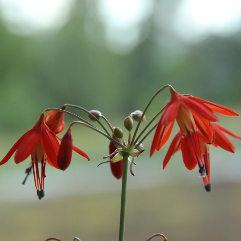 Bessera elegans