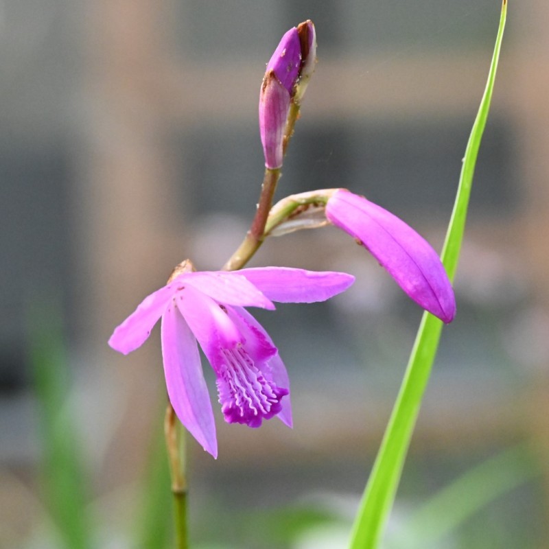 Bletilla striata
