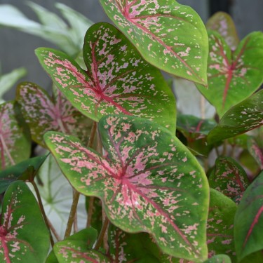 Caladium 'Pink Beauty'
