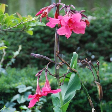 Canna x ehemanii Canna x ehemanii