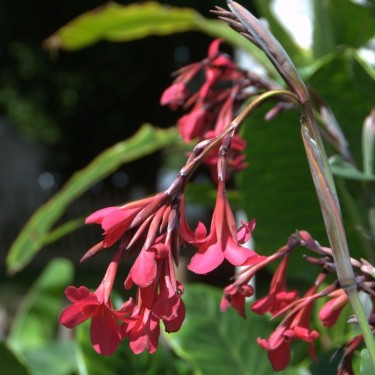 Canna x ehemanii Canna x ehemanii