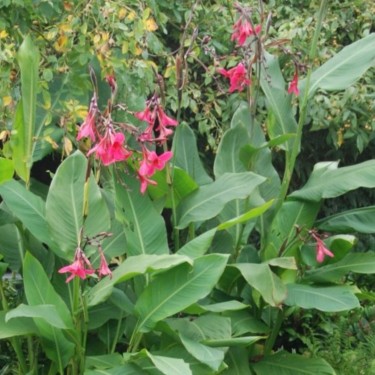 Canna x ehemanii Canna x ehemanii