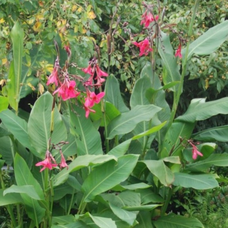 Canna x ehemanii Canna x ehemanii