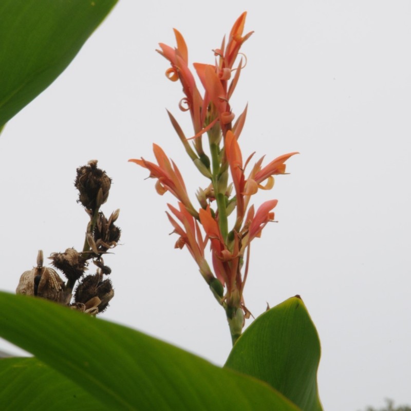 Canna tuerckheimii