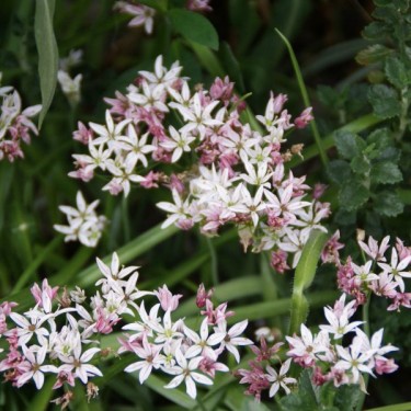 Allium 'Cameleon'